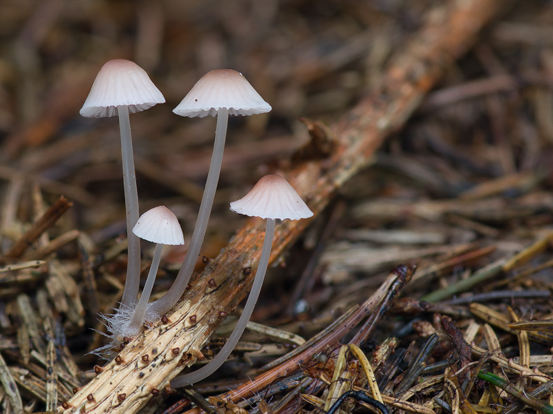 Mycena metata